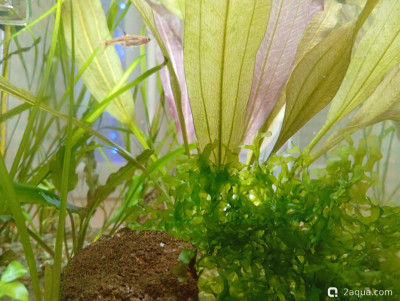 Фото Кубик для кухни 15 литров Ленчик  (photo#157508)