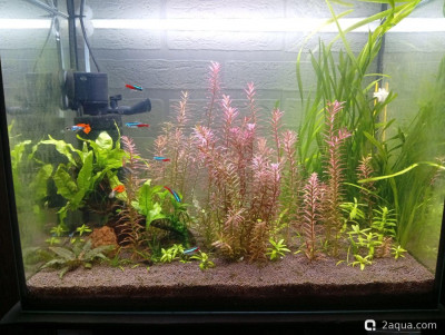 Третий, экспериментальный аквариум на 60 литров (Ленчик) - фото #157510