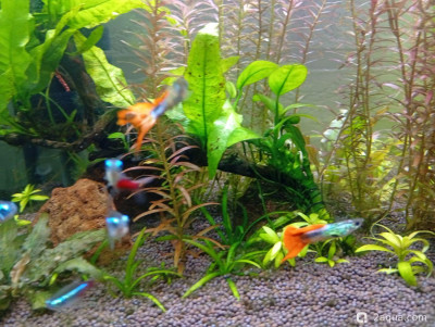 Третий, экспериментальный аквариум на 60 литров (Ленчик) - фото #157511