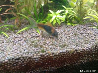 Третий, экспериментальный аквариум на 60 литров (Ленчик) - фото #157512