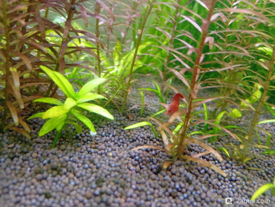 Третий, экспериментальный аквариум на 60 литров (Ленчик) - фото #157513