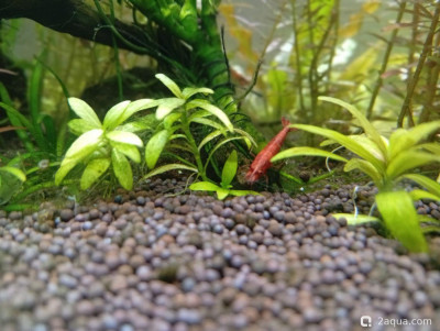 Третий, экспериментальный аквариум на 60 литров (Ленчик) - фото #157514