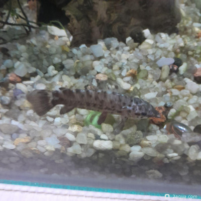 Белые пятна на торакатуме + обсосанный плавник - фото #157519