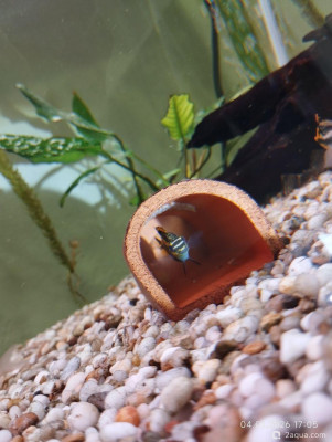 Самки пельвикахромис пульхер гибнут после нереста - фото #157522