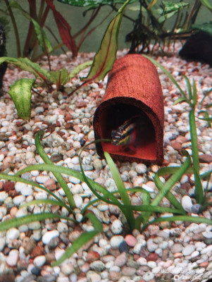 Самки пельвикахромис пульхер гибнут после нереста - фото #157523