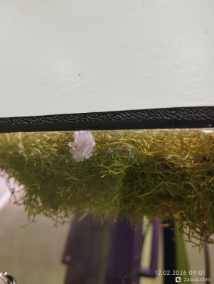 Чья икра? - фото #157527