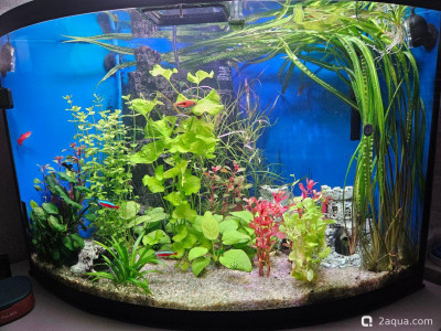 Угловой аквариум 50 литров (andrey_che) - фото #157531