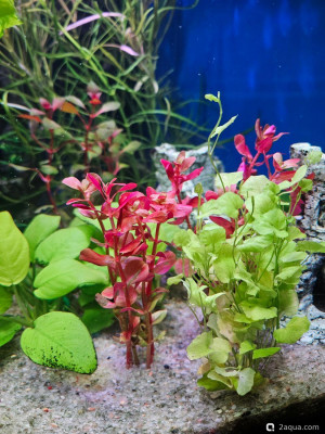 Угловой аквариум 50 литров (andrey_che) - фото #157532