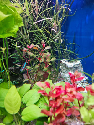 Угловой аквариум 50 литров (andrey_che) - фото #157533