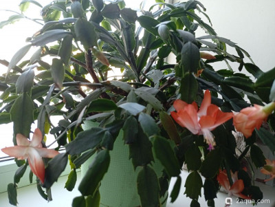 Фотографии наших комнатных растений - фото #157536