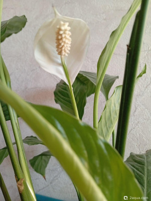 Фотографии наших комнатных растений - фото #157538