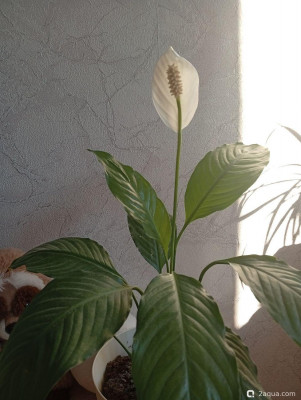 Фотографии наших комнатных растений - фото #157539