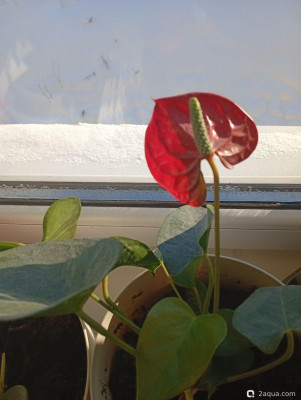 Фотографии наших комнатных растений - фото #157541