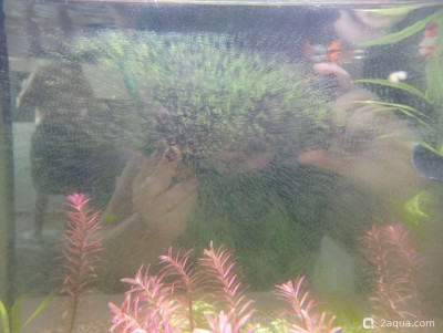 Второй в жизни аквариум 30 литров (Ленчик) - фото #157544