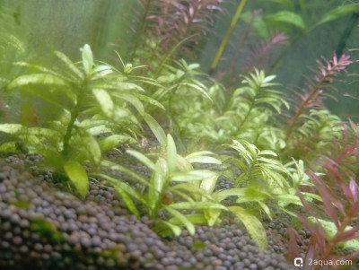 Второй в жизни аквариум 30 литров (Ленчик) - фото #157545