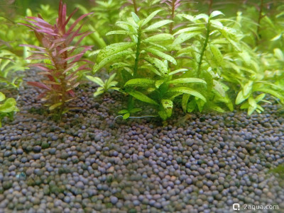 Второй в жизни аквариум 30 литров (Ленчик) - фото #157546