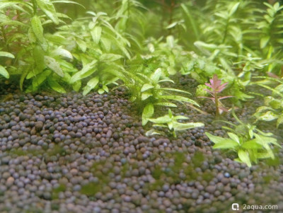 Второй в жизни аквариум 30 литров (Ленчик) - фото #157547