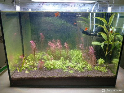 Второй в жизни аквариум 30 литров (Ленчик) - фото #157548