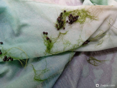 Второй в жизни аквариум 30 литров (Ленчик) - фото #157550