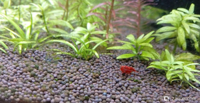 Второй в жизни аквариум 30 литров (Ленчик) - фото #157551