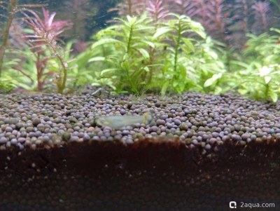 Второй в жизни аквариум 30 литров (Ленчик) - фото #157552