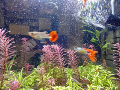 Второй в жизни аквариум 30 литров (Ленчик) - фото #157553