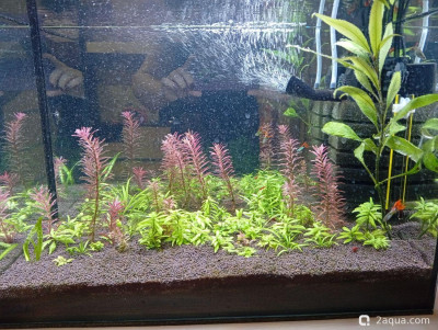 Второй в жизни аквариум 30 литров (Ленчик) - фото #157554