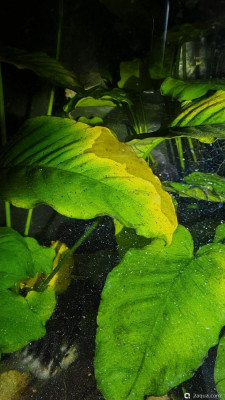 Оказались без света растения - фото #157555