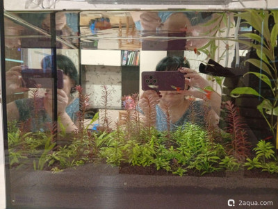 Второй в жизни аквариум 30 литров (Ленчик) - фото #157556