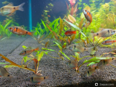 Аквариум 170 л. по воде, травник. - фото #157574