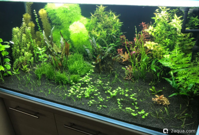 Аквариум 170 л. по воде, травник. - фото #157575