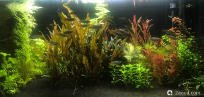 Аквариум 170 л. по воде, травник. - фото #157576