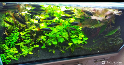 Аквариум 170 л. по воде, травник. - фото #157577