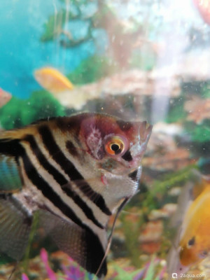 Болезни аквариумных рыб - фото #157578