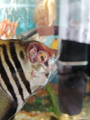 Болезни аквариумных рыб - фото #157579