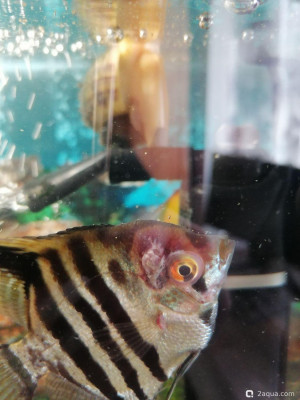 Болезни аквариумных рыб - фото #157580