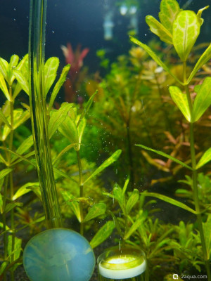 Как лучше растворять CO2 - фото #157581