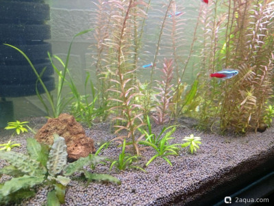 Третий, экспериментальный аквариум на 60 литров (Ленчик) - фото #157585