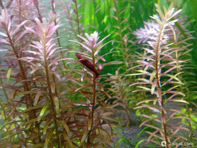 Третий, экспериментальный аквариум на 60 литров (Ленчик) - фото #157586