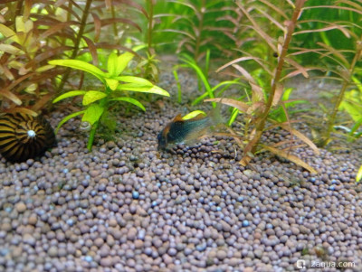 Третий, экспериментальный аквариум на 60 литров (Ленчик) - фото #157587