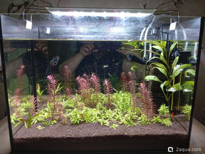 Второй в жизни аквариум 30 литров (Ленчик) - фото #157588