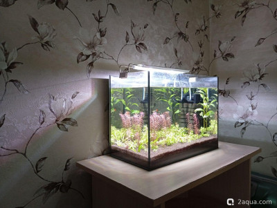 Второй в жизни аквариум 30 литров (Ленчик) - фото #157589