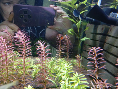 Второй в жизни аквариум 30 литров (Ленчик) - фото #157590