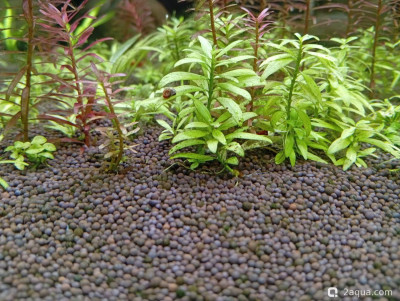 Второй в жизни аквариум 30 литров (Ленчик) - фото #157591