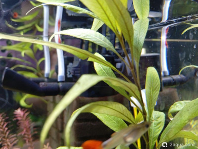 Второй в жизни аквариум 30 литров (Ленчик) - фото #157592