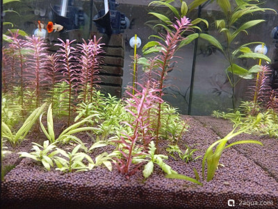 Второй в жизни аквариум 30 литров (Ленчик) - фото #157593