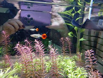 Второй в жизни аквариум 30 литров (Ленчик) - фото #157594