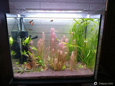 Третий, экспериментальный аквариум на 60 литров (Ленчик) - фото #157595
