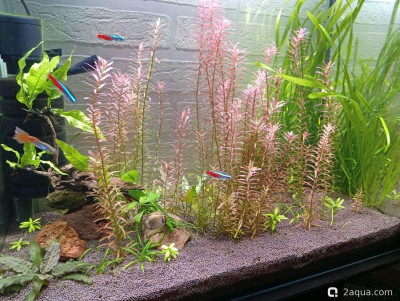 Третий, экспериментальный аквариум на 60 литров (Ленчик) - фото #157596