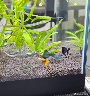 Рабочий аквариум 20 литров - фото #157598